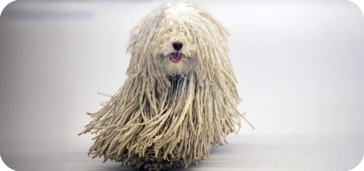 komondor de porte fuerte y pelaje extravagante
