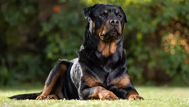 Rottweiler sentado en el cesped serio