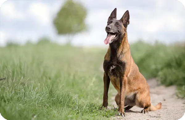 Pastor Belga sentado en el campo feliz