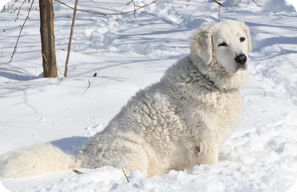 Kuvasz posando en la nieve