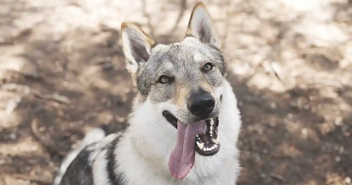 Perro Lobo gris y blanco sacando la lengua