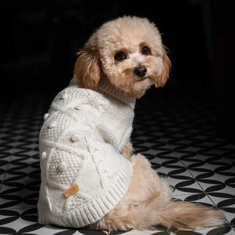 Jersey para perro color crema