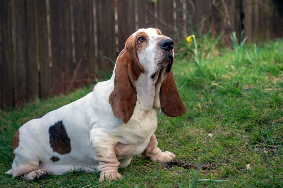 Basset Hound con orejas largas y mirada expresiva