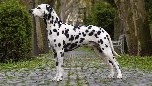 Dalmata con orejas largas y mirada expresiva