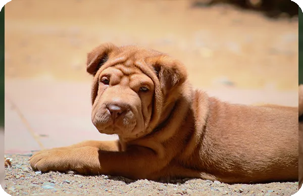 Shar Pei tumbado posando en la tierra