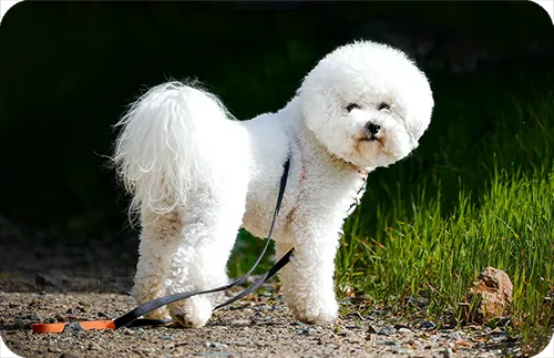 Bichón Frisé pequeño con pelaje rizado blanco