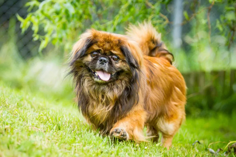 Pekinés pequeño con pelaje esponjoso y cara alerta