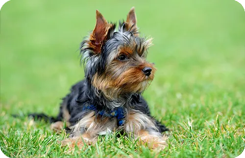 Yorkshire Terrier pequeño con pelaje largo y expresión alerta