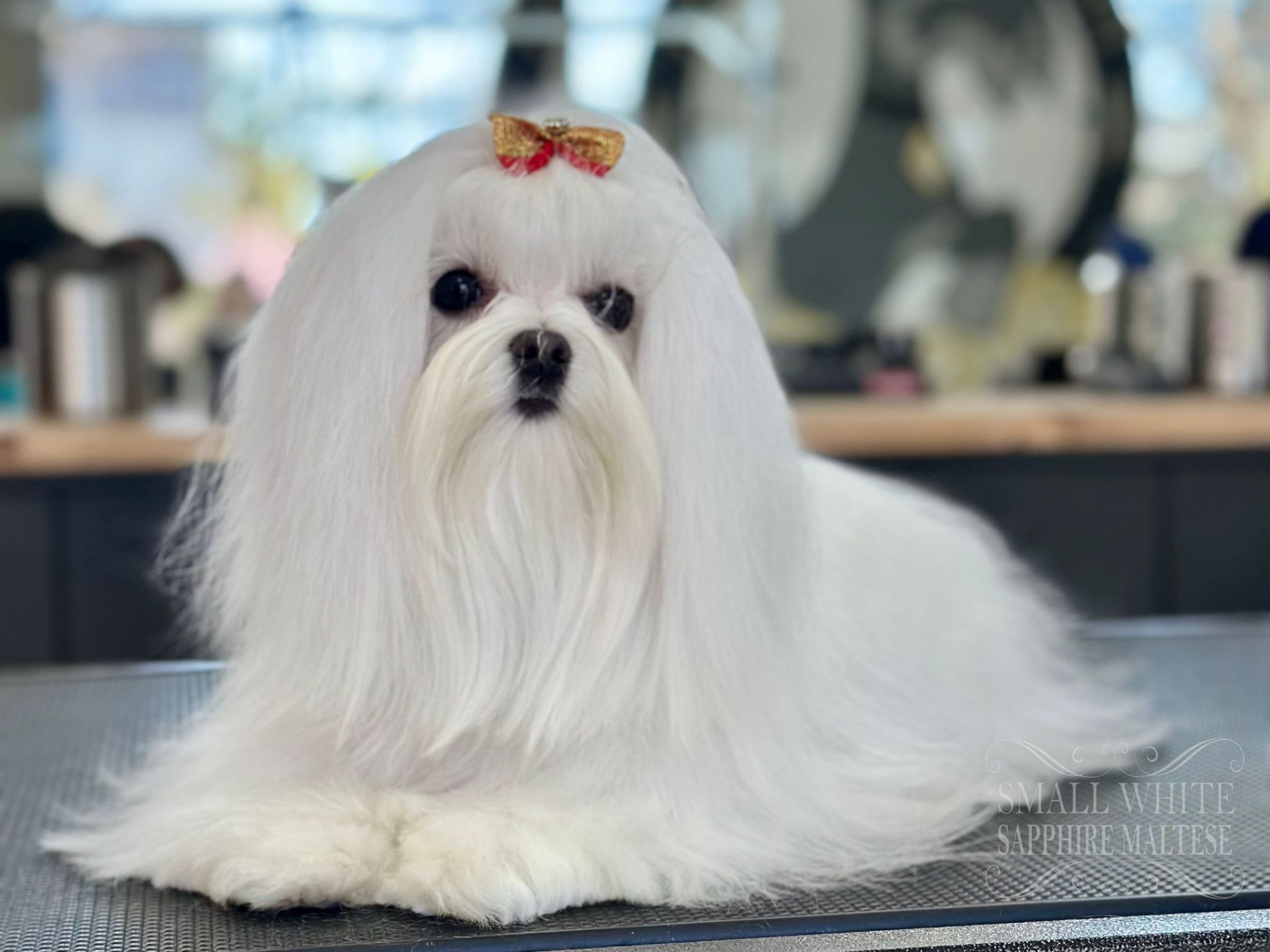 Bichón Maltés adulto de pelaje blanco y sedoso