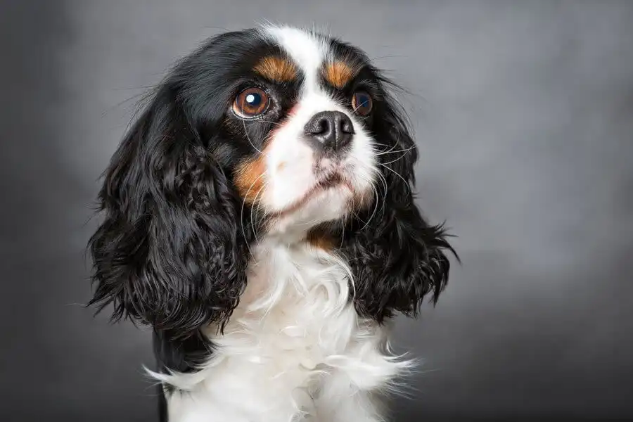 Cavalier pequeño con pelaje largo y expresión dulce