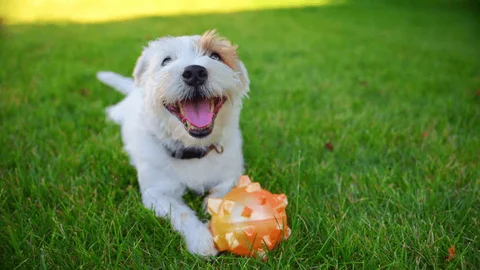 Jack Russel Terrier adulto de pelaje blanco y sedoso