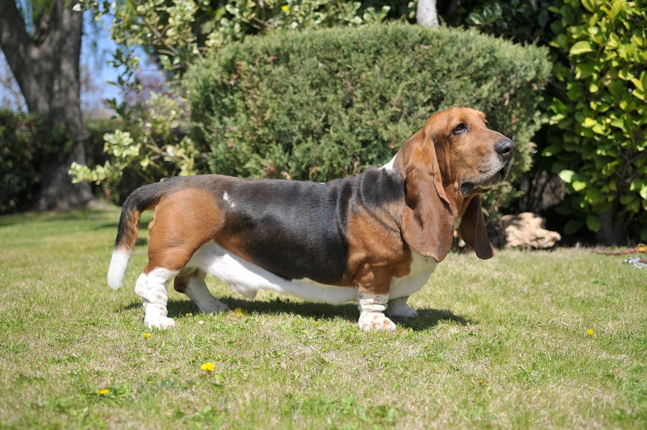 Basset hound