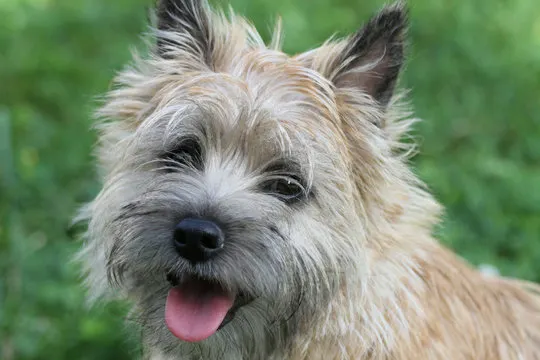 Cairn Terrier
