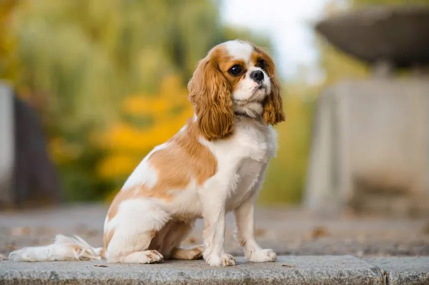Cavalier King Charles