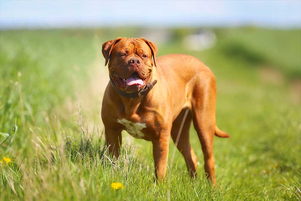 dogo de burdeos