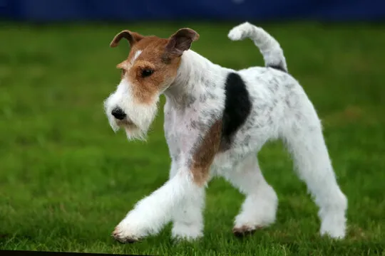 Fox Terrier