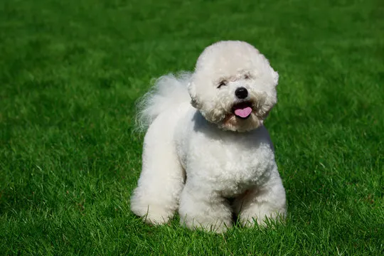 Bichón Frise