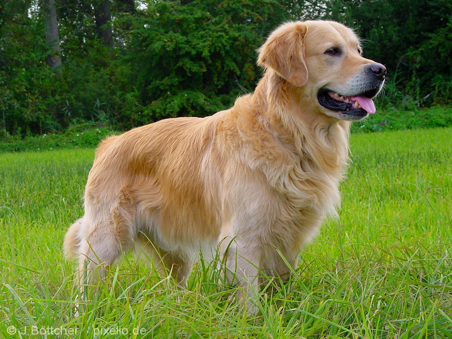 Golden retriever