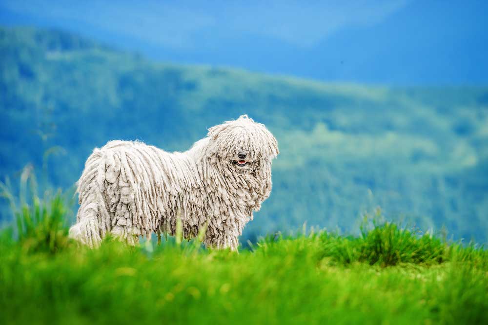 Komondor