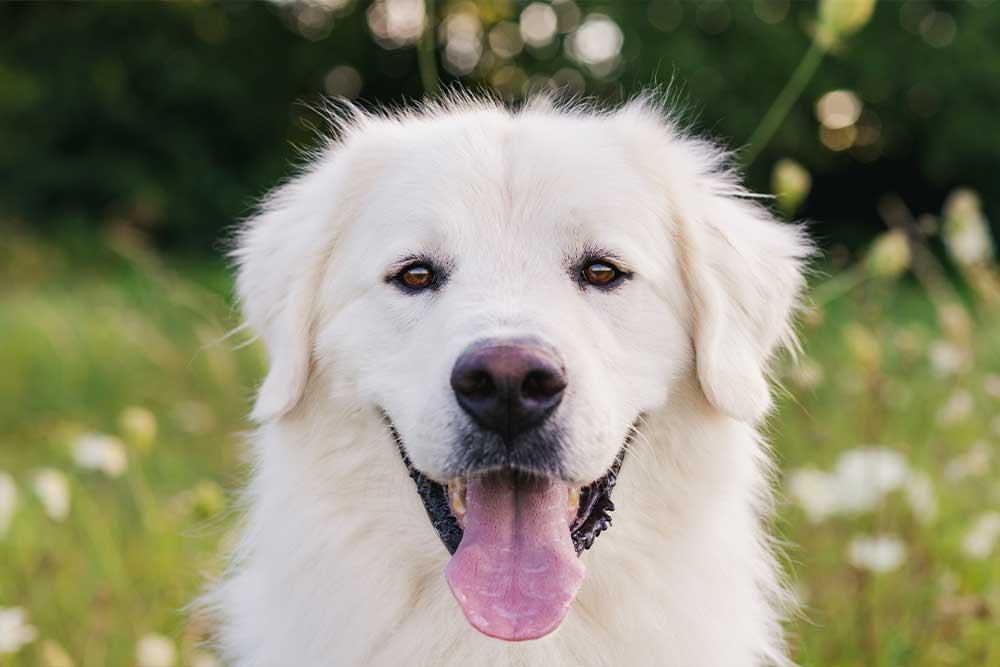 Kuvasz