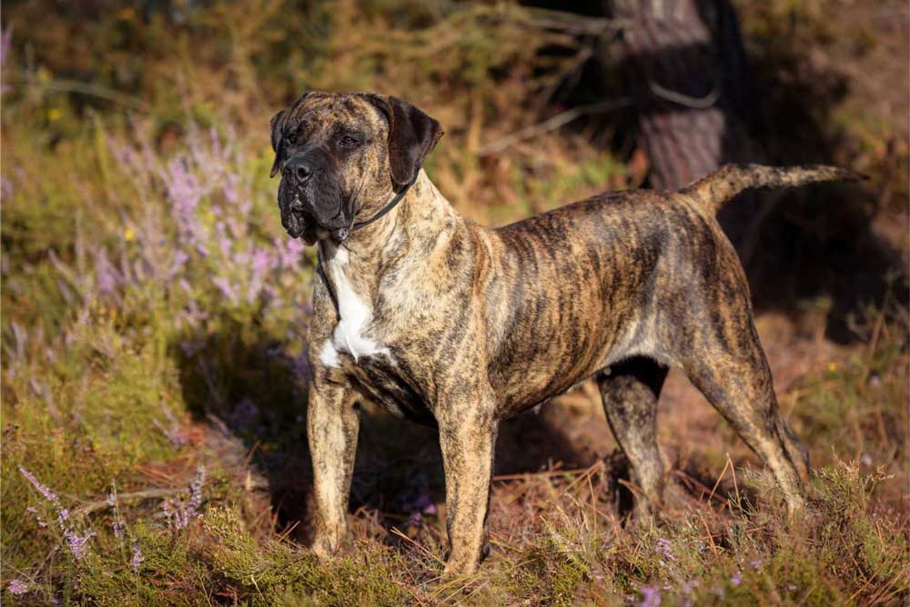 Presa canario